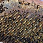 العسل الغزي يقاوم الحرب