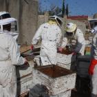 العسل الغزي يقاوم الحرب