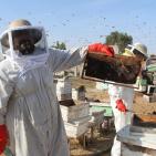 العسل الغزي يقاوم الحرب