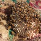 العسل الغزي يقاوم الحرب