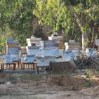 العسل الغزي يقاوم الحرب