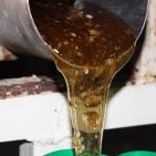 العسل الغزي يقاوم الحرب