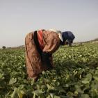 افتتاح مهرجان الفقوس في بلدة دير بلوط