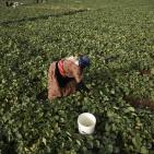 افتتاح مهرجان الفقوس في بلدة دير بلوط