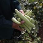 افتتاح مهرجان الفقوس في بلدة دير بلوط