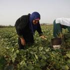 افتتاح مهرجان الفقوس في بلدة دير بلوط