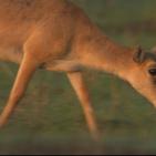 جبال القوقاز الحد العظيم