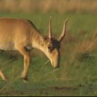 جبال القوقاز الحد العظيم