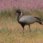 جبال القوقاز الحد العظيم