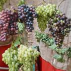 مهرجان العنب في الخليل