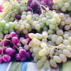 مهرجان العنب في الخليل