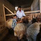 رام الله: إقبال على شراء الاضاحي مع حلول عيد الاضحى