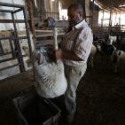 رام الله: إقبال على شراء الاضاحي مع حلول عيد الاضحى