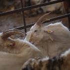 رام الله: إقبال على شراء الاضاحي مع حلول عيد الاضحى