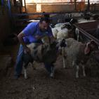 رام الله: إقبال على شراء الاضاحي مع حلول عيد الاضحى