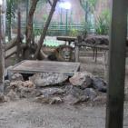 نفي خبرنفوق أحد الأسود في حديقة الحيوانات الوطنية في ‫‏قلقيلية‬،