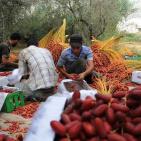 موسم جني البلح في قطاع غزة