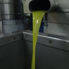 سليم ابو غزالة: توقعات بتراجع انتاج زيت الزيتون هذا العام