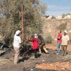 سليم ابو غزالة: توقعات بتراجع انتاج زيت الزيتون هذا العام