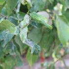 وادي المطوي كابوس مرعب يؤرق محافظة سلفيت