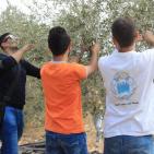 نابلس: النجاح التطوعية تُنظم نشاطاً تطوعياً بقطف الزيتون في تل