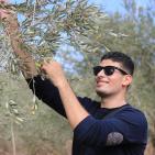 نابلس: النجاح التطوعية تُنظم نشاطاً تطوعياً بقطف الزيتون في تل