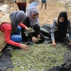 نابلس: النجاح التطوعية تُنظم نشاطاً تطوعياً بقطف الزيتون في تل