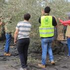 نابلس: النجاح التطوعية تُنظم نشاطاً تطوعياً بقطف الزيتون في تل