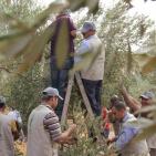 متطوعون يشاركون أهالي دوما بنابلس قطاف الزيتون