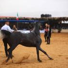 بطولة فلسطين الدولية الثالثة لجمال الخيل العربية الاصيلة في اريحا