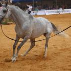 بطولة فلسطين الدولية الثالثة لجمال الخيل العربية الاصيلة في اريحا