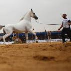 بطولة فلسطين الدولية الثالثة لجمال الخيل العربية الاصيلة في اريحا
