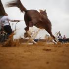 بطولة فلسطين الدولية الثالثة لجمال الخيل العربية الاصيلة في اريحا