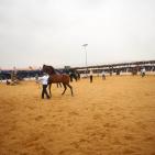 بطولة فلسطين الدولية الثالثة لجمال الخيل العربية الاصيلة في اريحا