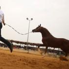بطولة فلسطين الدولية الثالثة لجمال الخيل العربية الاصيلة في اريحا