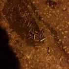 (صور) خليل: حملات الدهم والاعتقال مستمرة