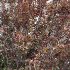 عرابة تتجه نحو اقامة متحف وطني في قصورها الاثرية