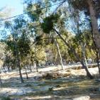 عرابة تتجه نحو اقامة متحف وطني في قصورها الاثرية