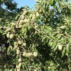 عرابة تتجه نحو اقامة متحف وطني في قصورها الاثرية