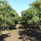 عرابة تتجه نحو اقامة متحف وطني في قصورها الاثرية