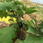 موسم الزراعه في اريحا  مع بدء الشتاء