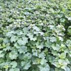 موسم الزراعه في اريحا  مع بدء الشتاء