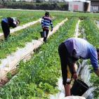 انتاج الفراوله  في قطاع غزه