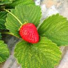 انتاج الفراوله  في قطاع غزه