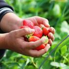 انتاج الفراوله  في قطاع غزه