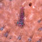 اجمل صور الطبيعة والحيوان في العالم