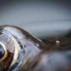 اجمل صور الطبيعة والحيوان في العالم