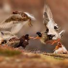 اجمل صور الطبيعة والحيوان في العالم