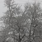 الثلوج في الخليل