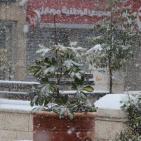 الزائر الأبيض في ضيافة الخليل